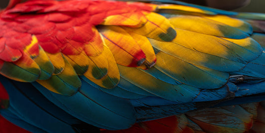 Plumas de Guacamayo