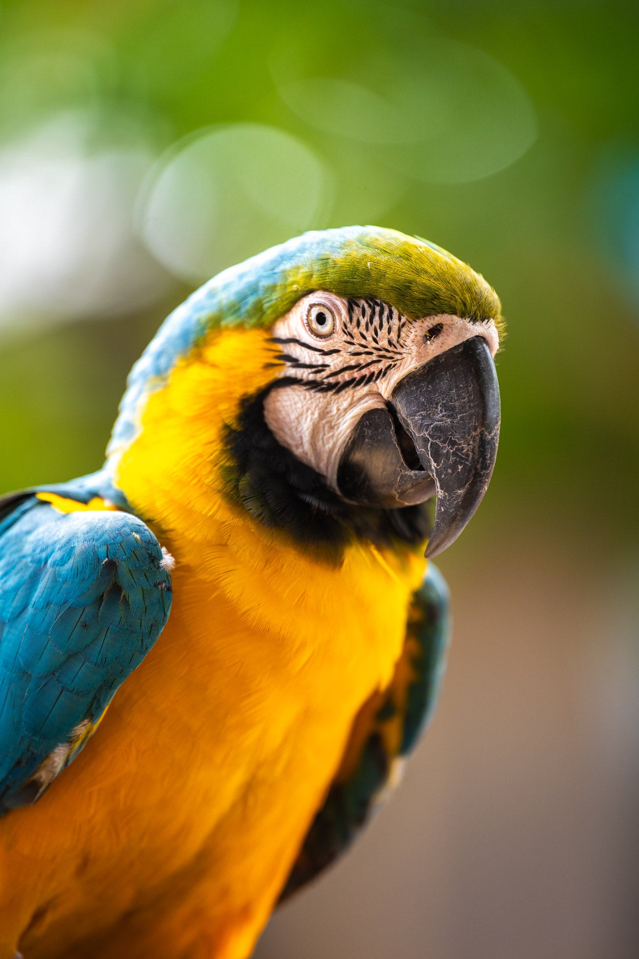 Retrato de Guacamayo