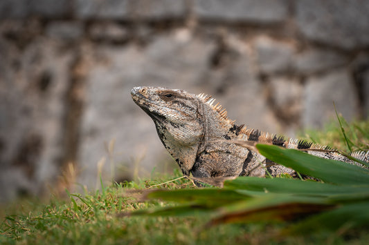 Iguana del Caribe