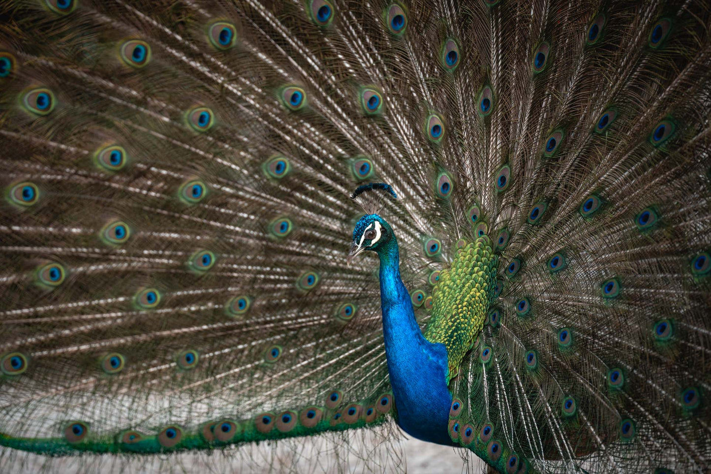 Plumas Reales