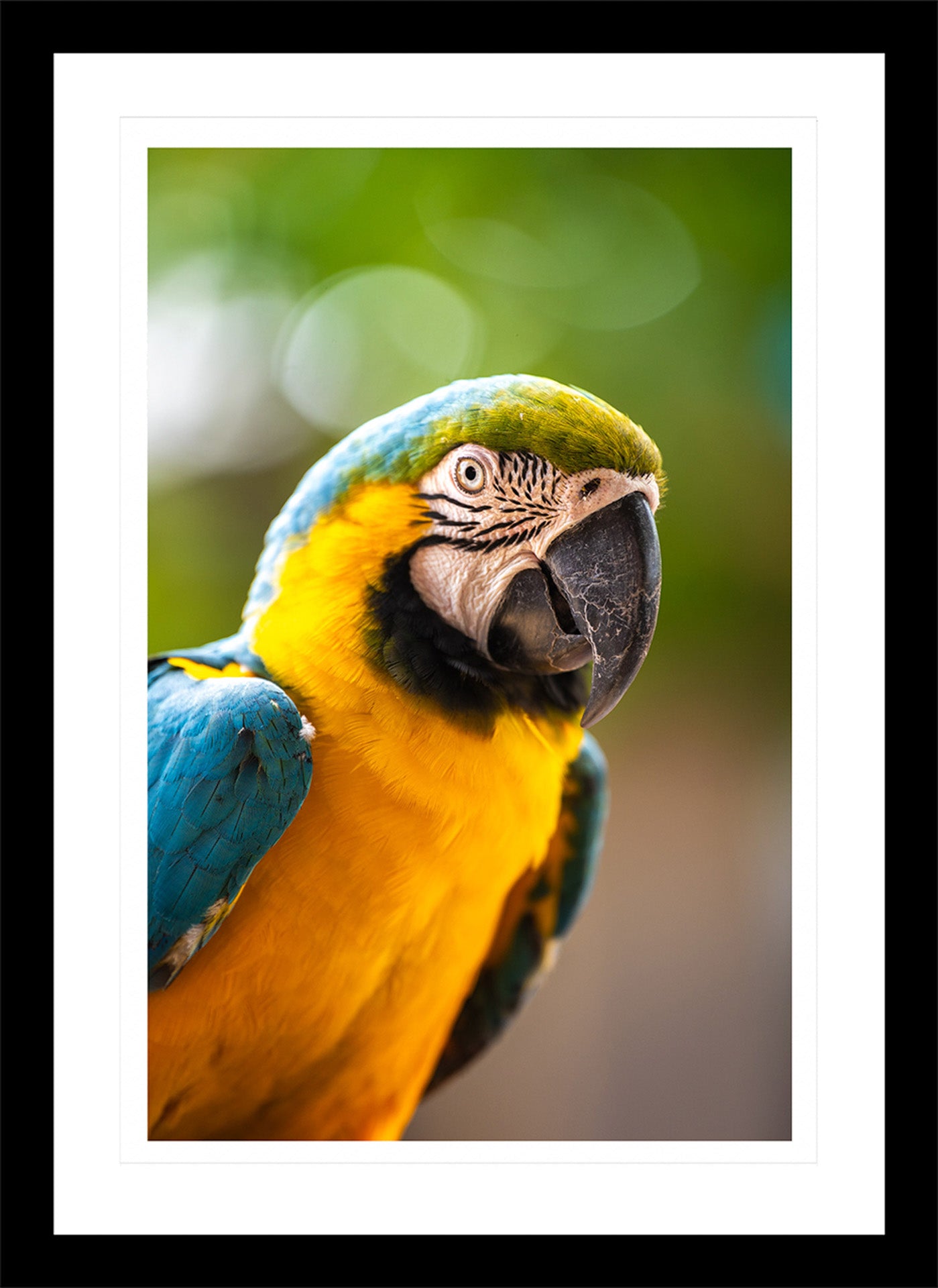 Retrato de Guacamayo