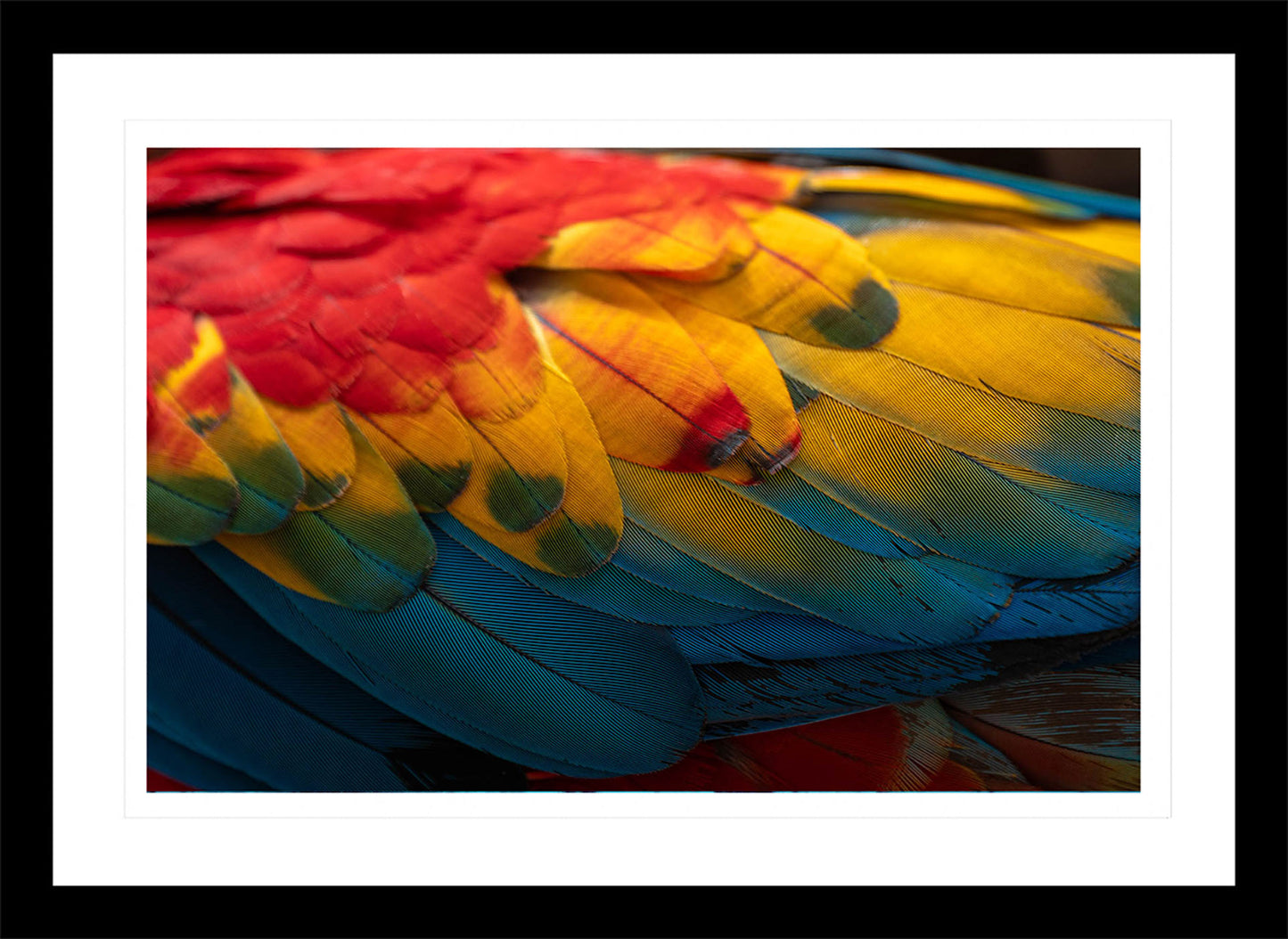 Plumas de Guacamayo